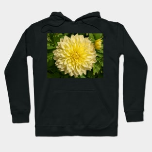 Bright Yellow Dahlia Flower Closeup Hoodie